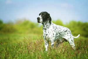 Braque D’Auvergne - Gundog Braque D’Auvergne French Gundog