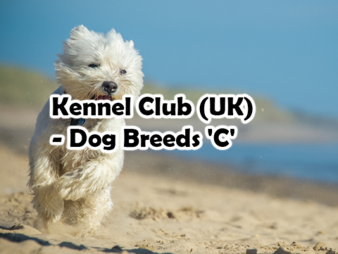 Kennel Club (UK) – Dog Breeds ‘C’
