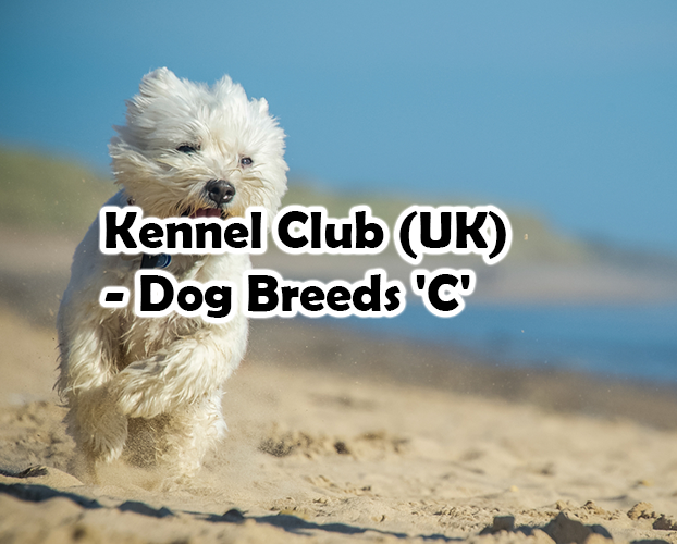 Kennel Club (UK) – Dog Breeds ‘C’