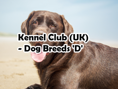 Kennel Club (UK) – Dog Breeds ‘D’