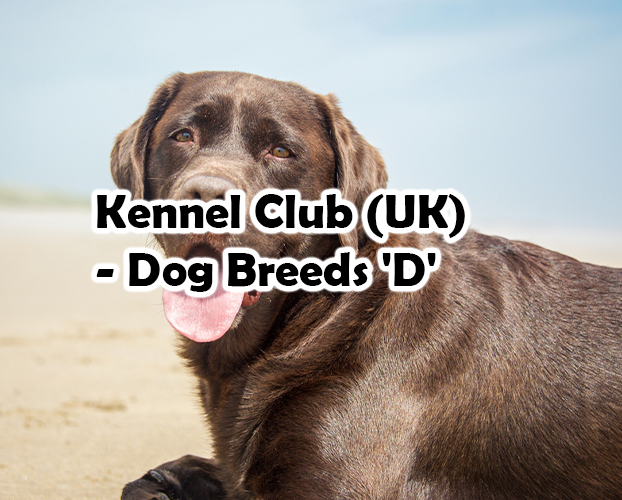 Kennel Club (UK) – Dog Breeds ‘D’