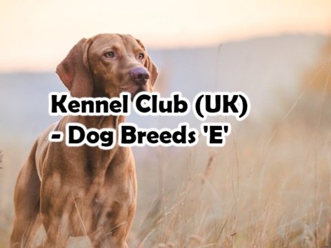 Kennel Club (UK) – Dog Breeds ‘E’