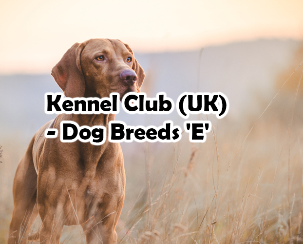 Kennel Club (UK) – Dog Breeds ‘E’