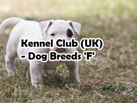 Kennel Club (UK) – Dog Breeds ‘F’