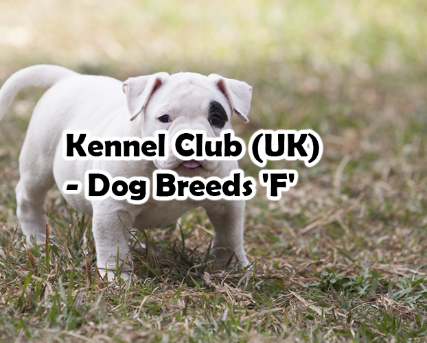 Kennel Club (UK) – Dog Breeds ‘F’
