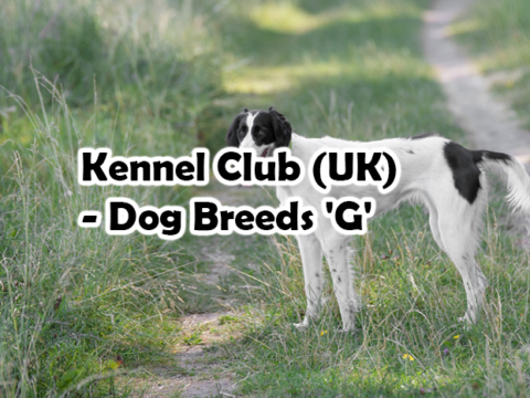 Kennel Club (UK) – Dog Breeds ‘G’