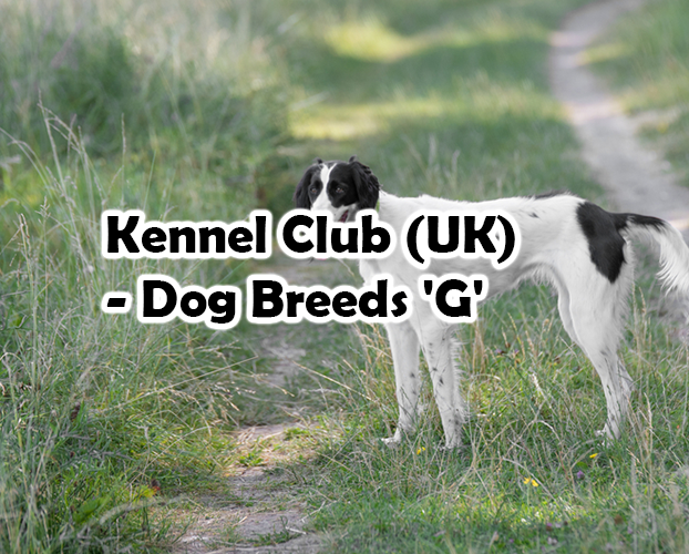 Kennel Club (UK) – Dog Breeds ‘G’