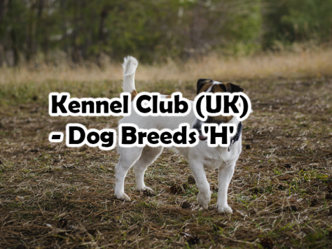 Kennel Club (UK) – Dog Breeds ‘H’