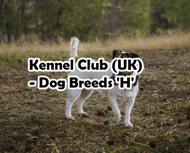 Kennel Club (UK) – Dog Breeds ‘H’