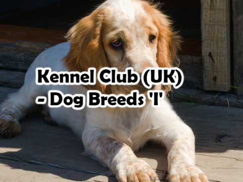 Kennel Club (UK) – Dog Breeds ‘I’