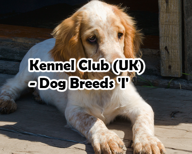 Kennel Club (UK) – Dog Breeds ‘I’