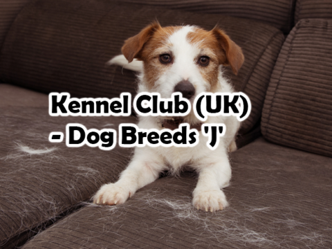 Kennel Club (UK) – Dog Breeds ‘J’