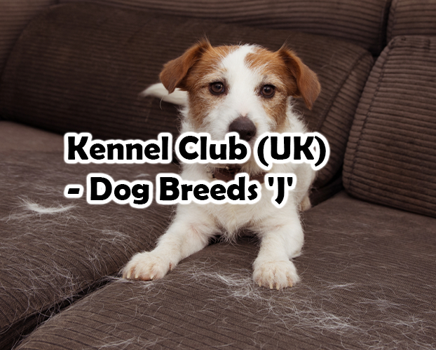 Kennel Club (UK) – Dog Breeds ‘J’