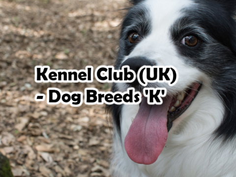 Kennel Club (UK) – Dog Breeds ‘K’