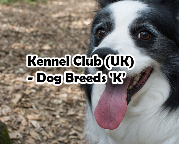 Kennel Club (UK) – Dog Breeds ‘K’