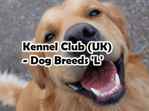 Kennel Club (UK) – Dog Breeds ‘L’