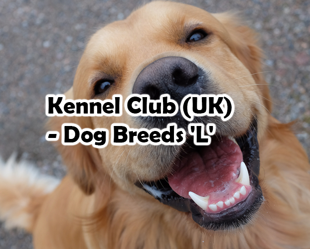 Kennel Club (UK) – Dog Breeds ‘L’