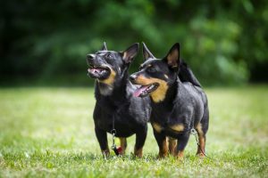 Bull Terrier - Terrier