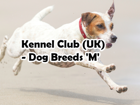 Kennel Club (UK) – Dog Breeds ‘M’