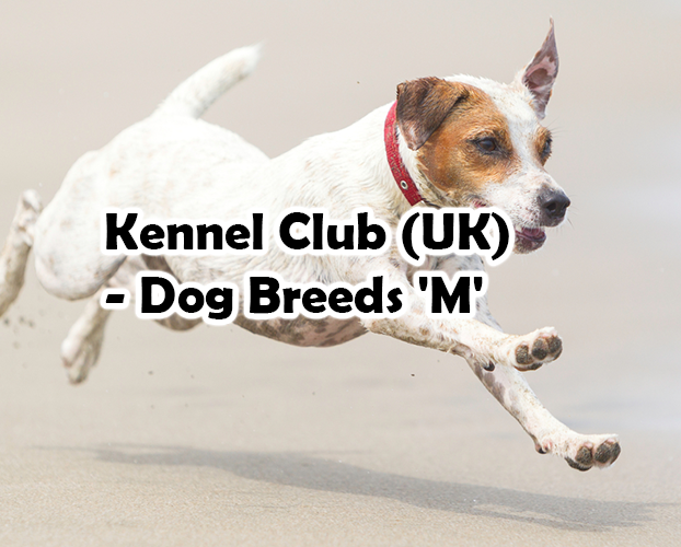Kennel Club (UK) – Dog Breeds ‘M’