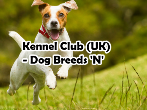 Kennel Club (UK) – Dog Breeds ‘N’