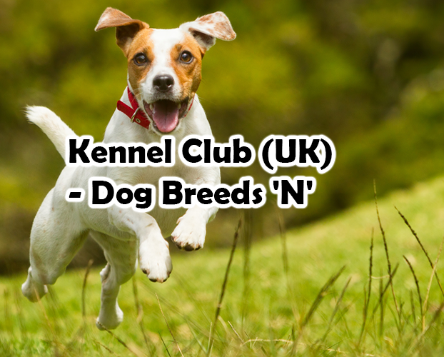 Kennel Club (UK) – Dog Breeds ‘N’
