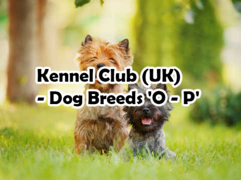 Kennel Club (UK) – Dog Breeds ‘O – P’