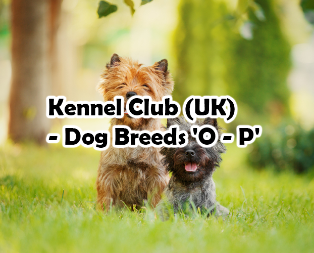 Kennel Club (UK) – Dog Breeds ‘O – P’