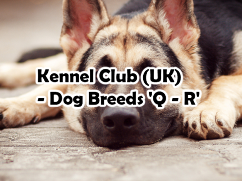 Kennel Club (UK) – Dog Breeds ‘Q – R’
