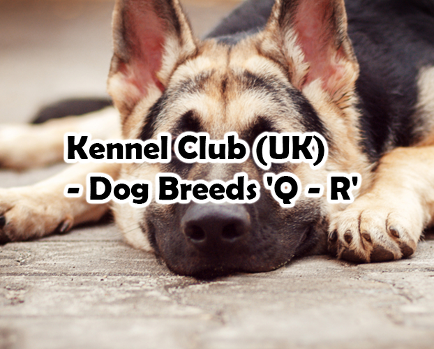 Kennel Club (UK) – Dog Breeds ‘Q – R’