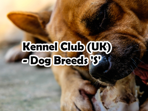 Kennel Club (UK) – Dog Breeds ‘S’