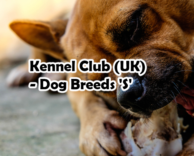 Kennel Club (UK) – Dog Breeds ‘S’