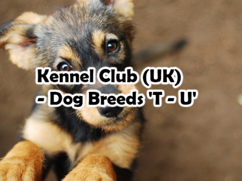 Kennel Club (UK) – Dog Breeds ‘T – U’