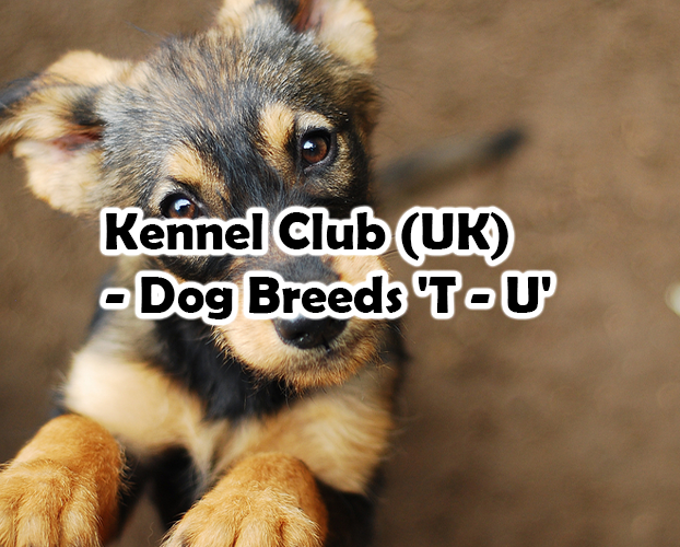Kennel Club (UK) – Dog Breeds ‘T – U’