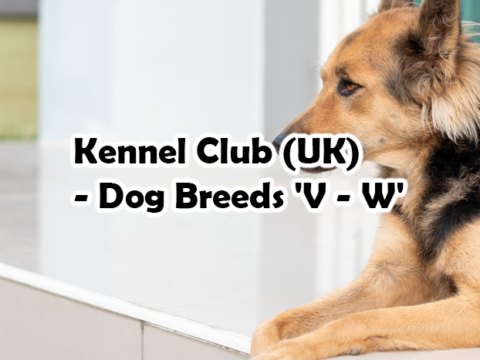 Kennel Club (UK) – Dog Breeds ‘V – W’