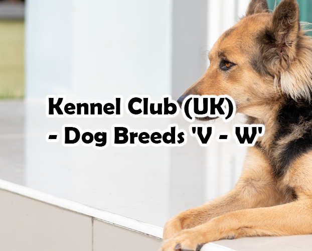 Kennel Club (UK) – Dog Breeds ‘V – W’