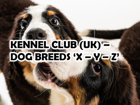 KENNEL CLUB (UK) – DOG BREEDS ‘X – Y – Z’