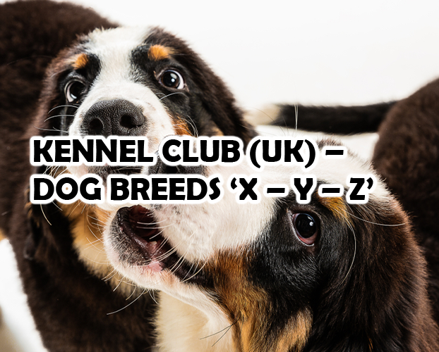 KENNEL CLUB (UK) – DOG BREEDS ‘X – Y – Z’