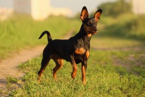 Bull Terrier - Terrier