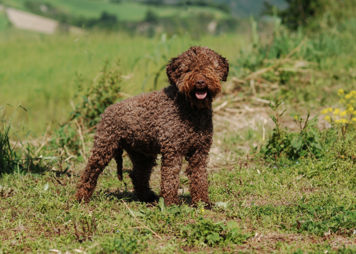 Lagotto Romagnolo – The Original Waterproof Italian Gundog