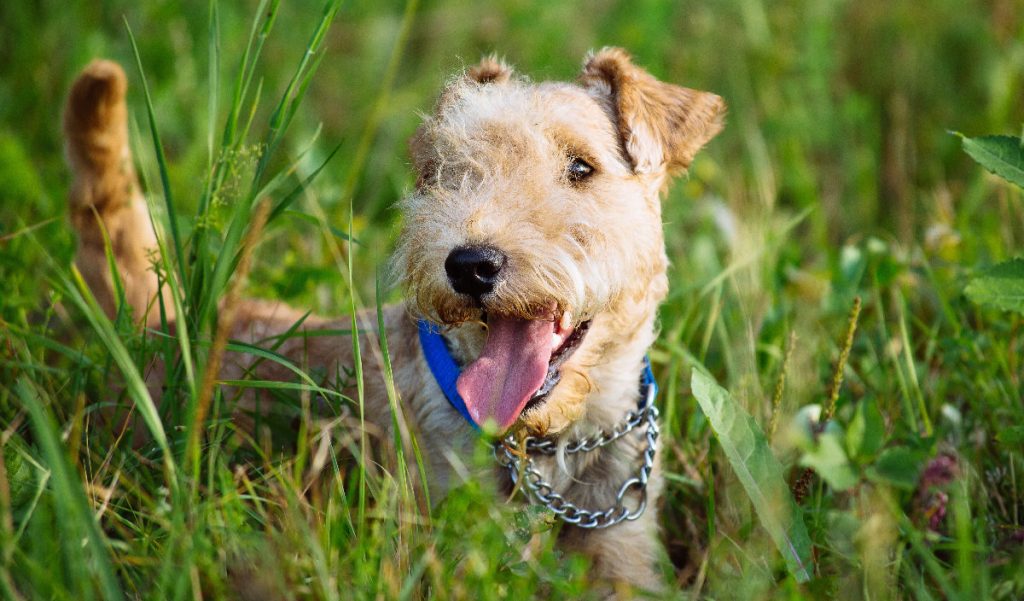 Lakeland Terrier Classic Working Dogs