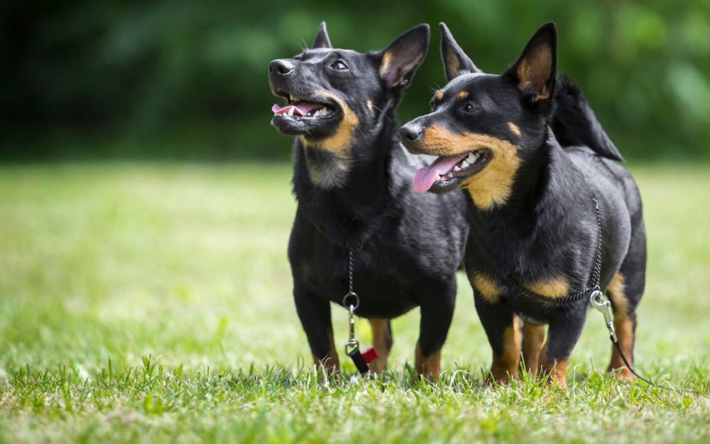 Lancashire Heeler – Pastoral Companion Dog