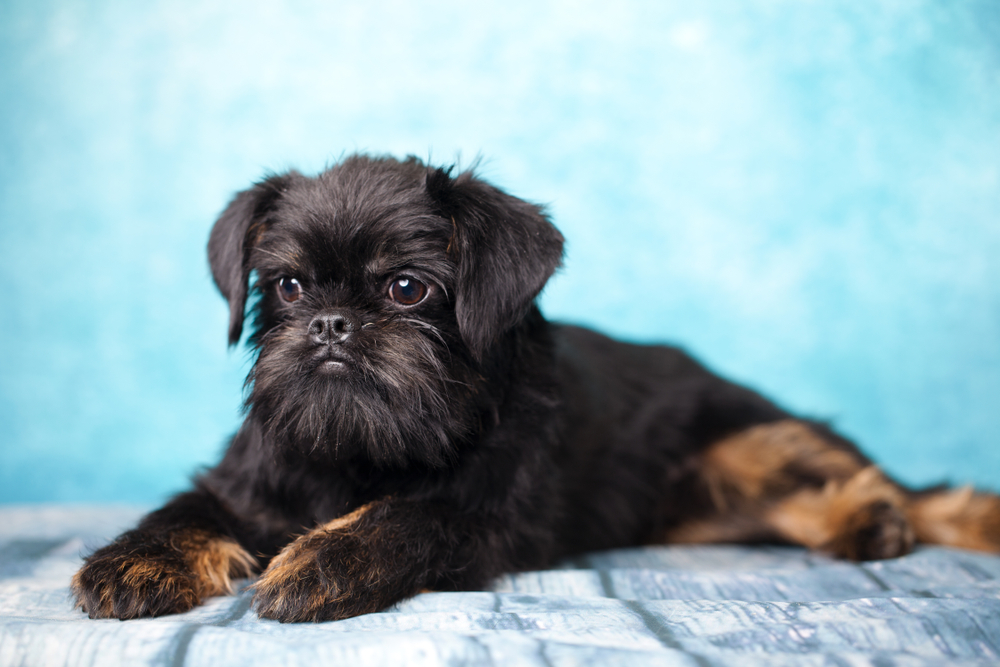 Affenpinscher – The Ewok Dog