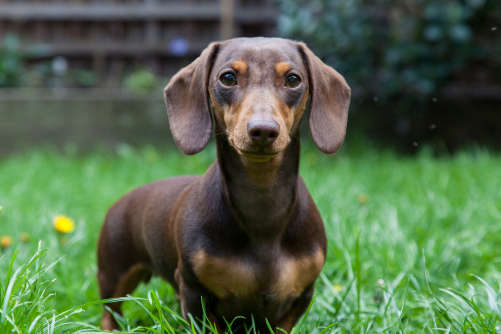 short hair blue mini dachshund