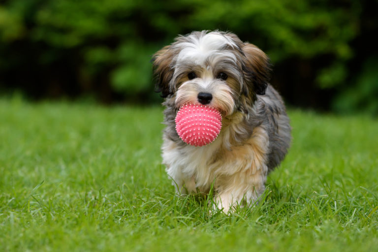 Havanese Toy Dogs