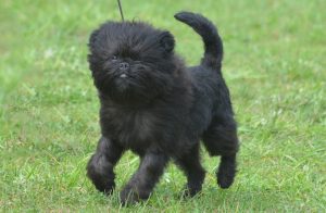 Affenpinscher
