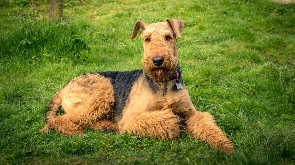 Airedale Terrier – The King of The North