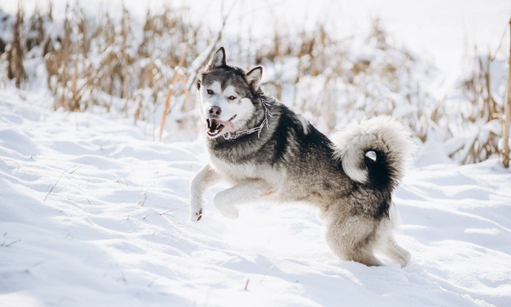 Alaskan Malamute: The Husky Look Alike