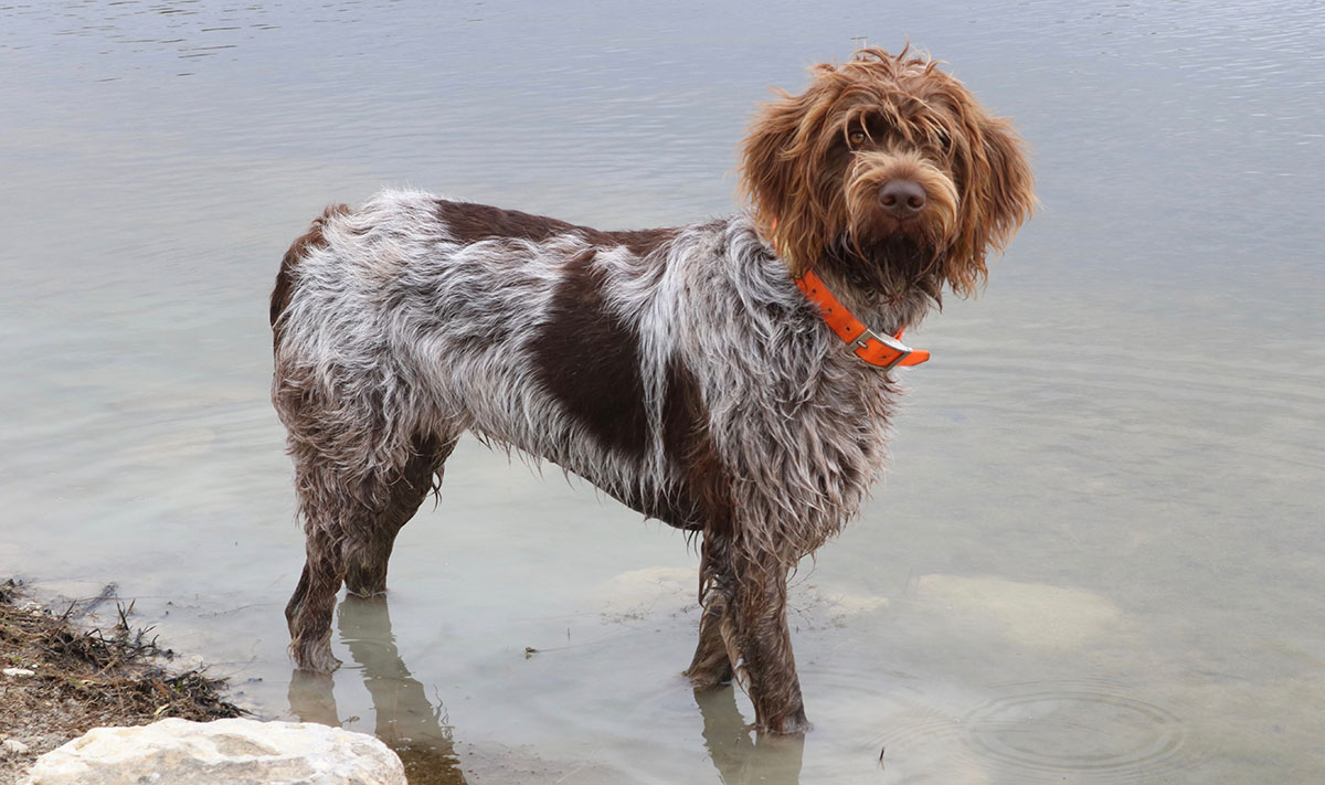 Korthals Griffon – Gundog