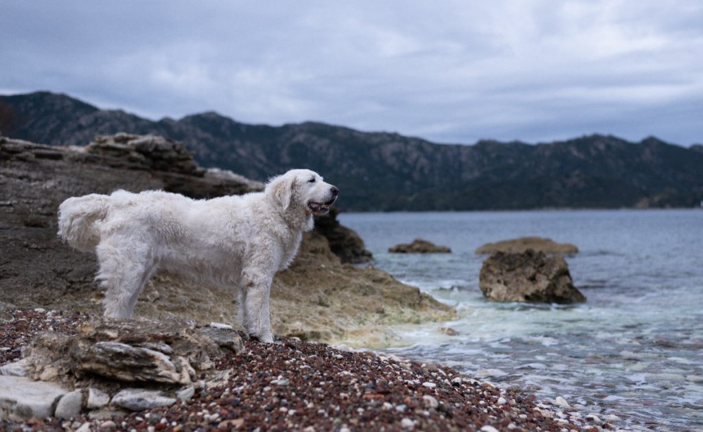 Hungarian Kuvasz -The Dog With A Big History